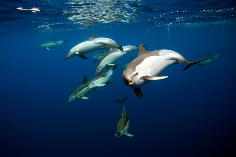 Dolphins swimming in the ocean