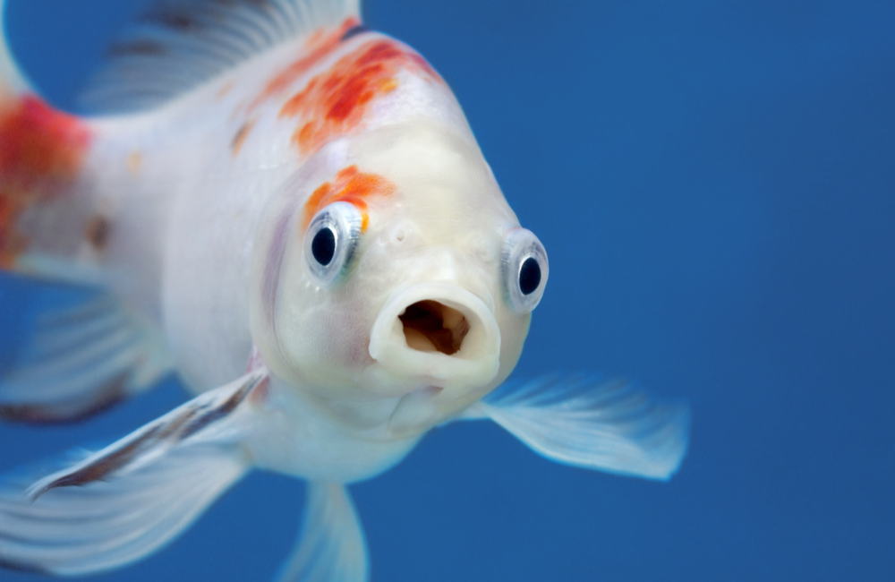 Placeholder ocean mammal in clear water