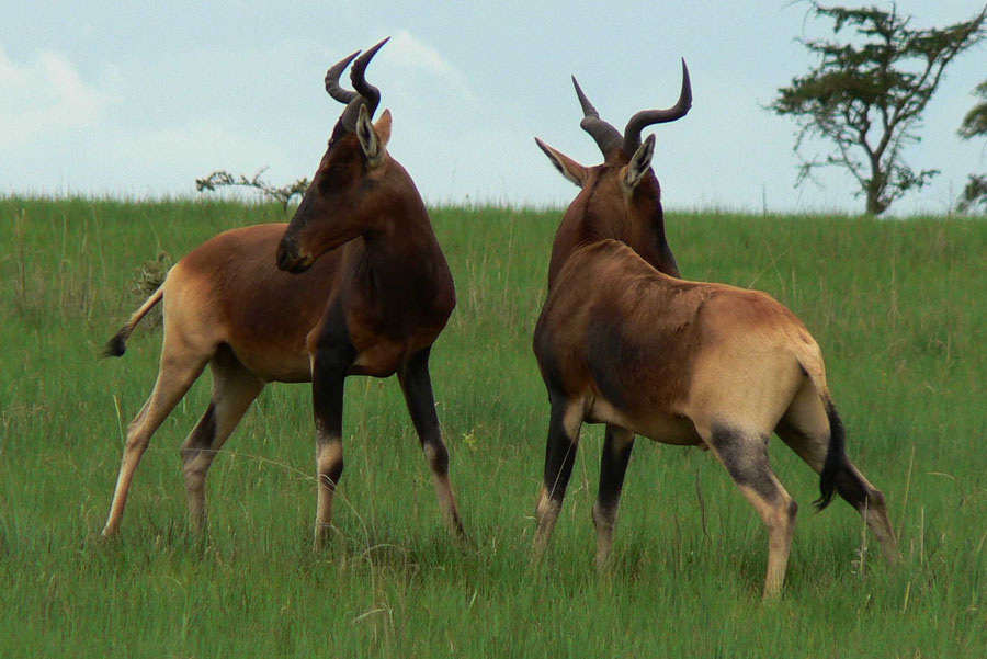 Placeholder coral reef