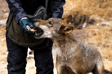 Balanced nutrition planning for wildlife